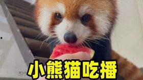 杭州动物园爆料新闻最新,神秘动物亮相，揭秘背后故事